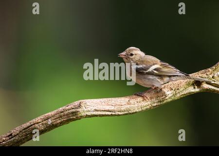 Schaffinch (Fringilla coelebs), Jungtier auf einem Ast, Niederlande, Overijssel Stockfoto