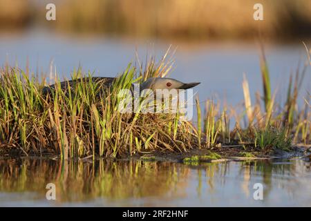 Rotkehlchen-Taucher (Gavia stellata), Erwachsener im Sommer Gefieder auf der Tundra-Lagune, sitzt auf ihrem Nest, USA, Alaska, Seward-Halbinsel Stockfoto