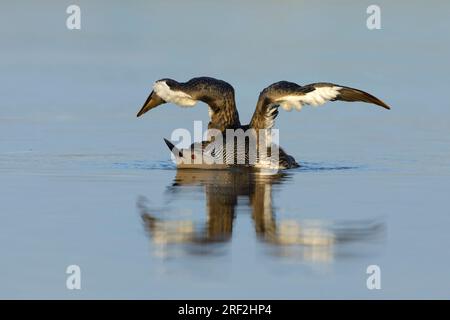 Rotkehlchen-Taucher (Gavia stellata), im Sommer auf der Tundra-Lagune ausgewachsen, mit ihren Flügeln., USA, Alaska, Seward-Halbinsel Stockfoto