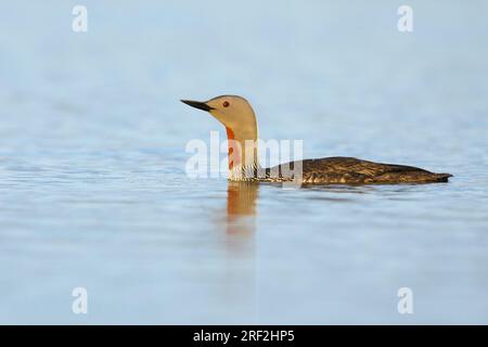 Rotkehltaucher (Gavia stellata), Erwachsener im Sommergefieber auf der Tundra-Lagune, USA, Alaska, Seward-Halbinsel Stockfoto