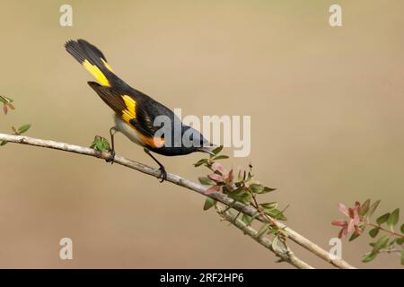 Amerikanischer RotStart (Setophaga ruticilla), männlicher Erwachsener, auf einem Zweig, USA, Texas Stockfoto