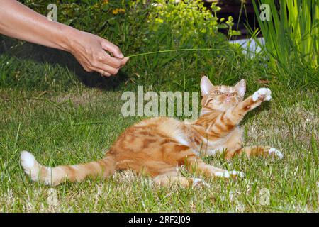 Hauskatze, Hauskatze (Felis silvestris f. catus), Frau, die im Garten mit einem roten Tabby spielt, Deutschland Stockfoto