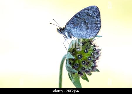 Schweizer Messingringelett (Erebia tyndarus), in einer Blütezeit, Seitenansicht, Schweiz, Wallis Stockfoto