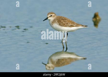 Halbpaarweise Sandpiper (Calidris pusilla), füttert eine Schlammfläche an der Küste, Ecuador Stockfoto