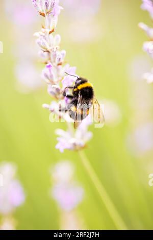 Hummel sammelt Nektar auf Lavendel an einem sonnigen Sommertag Stockfoto