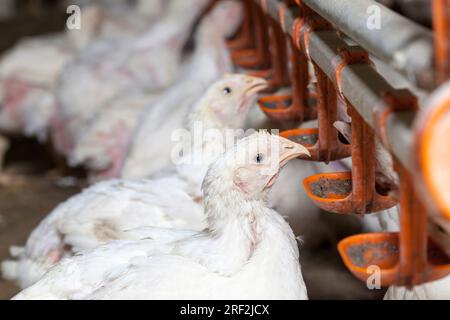 Hühnerküken von weißem Masthähnchen in einer Geflügelzucht, die für Einnahmen aus dem Verkauf von hochwertigem Geflügelfleisch aufgezogen wurden, haben broi genetisch verbessert Stockfoto