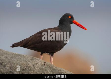 Amerikanischer schwarzer Austernfischer (Haematopus bachmani), der auf einem Felsen sitzt, USA, Kalifornien Stockfoto