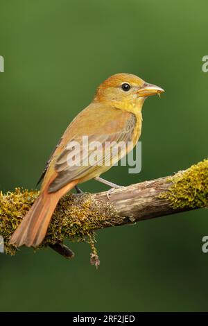 Sommertanager (Piranga rubra), weibliche Erwachsene, die auf einem Zweig sitzt, USA, Texas Stockfoto