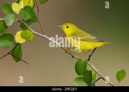 Gelbstürmer (Dendroica aestiva, Setophaga aestiva), männlicher Erwachsener, der auf einem Ast sitzt, USA, Texas Stockfoto