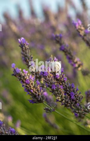 Eine kleine Schnecke auf einem Lavendelzweig in einem Lavendelfeld der Provence Stockfoto