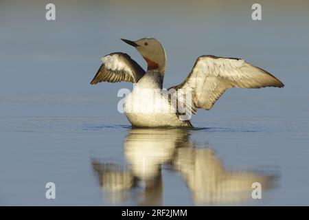 Rotkehlchen-Taucher (Gavia stellata), im Sommer auf der Tundra-Lagune ausgewachsen, mit ihren Flügeln., USA, Alaska, Seward-Halbinsel Stockfoto