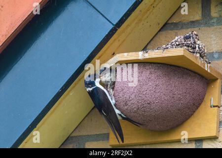 Gemeindehaus martin (Delichon urbica, Delichon urbicum), in der Nestbox für Schwalben, Jungvögel füttern, Niederlande Stockfoto