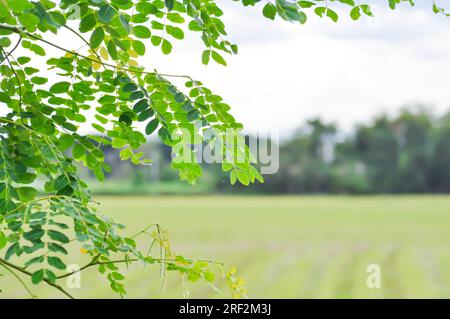 Adenanthera pavonina L oder Leguminosae Mimosoideae oder roter Sandelholzbaum oder Korallenholzbaum oder Sandelholzbaum oder Perlenbaum, Himmel und Feldhintergrund Stockfoto