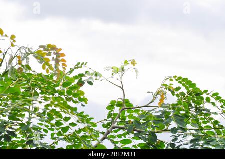 Adenanthera pavonina L oder Leguminosae Mimosoideae oder roter Sandelholzbaum oder Korallenholzbaum oder Sandelholzbaum oder Perlenbaum und Himmelshintergrund Stockfoto