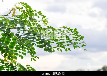 Adenanthera pavonina L oder Leguminosae Mimosoideae oder roter Sandelholzbaum oder Korallenholzbaum oder Sandelholzbaum oder Perlenbaum und Himmelshintergrund Stockfoto