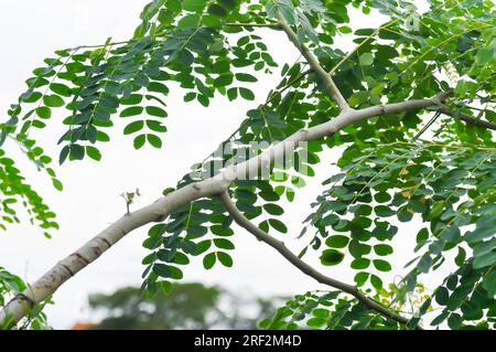 Adenanthera pavonina L oder Leguminosae Mimosoideae oder roter Sandelholzbaum oder Korallenholzbaum oder Sandelholzbaum oder Perlenbaum und Himmelshintergrund Stockfoto