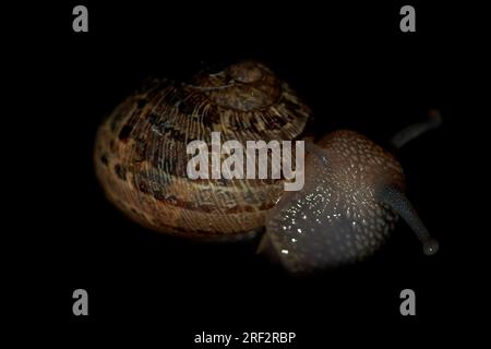 Eine Braune Gartenschnecke - Cantareus aspersus - fotografiert eine gewöhnliche braune Gartenschnecke bei Nacht mit künstlerischem Touch. Stockfoto