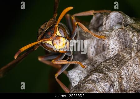 Eine australische Wespe (Polistes humilis), die die Larven schützt und pflegt, die sicher im Nest aufbewahrt werden. Stockfoto