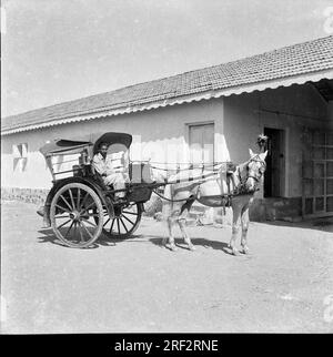 Altes Schwarz-Weiß-Bild aus dem Jahr 1900er der indischen tanga tonga Pferdekutsche India 1940er Stockfoto