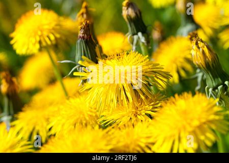 Details gelber frischer Löwenzahn auf dem Feld im Frühling, Löwenzahn Blüten frisch und frisch geblüht, Löwenzahn in der wilden Nahaufnahme Stockfoto