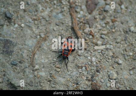 Eine gewöhnliche Feuerwanze, Pyrrhocoris apterus, auf einem parkway Stockfoto