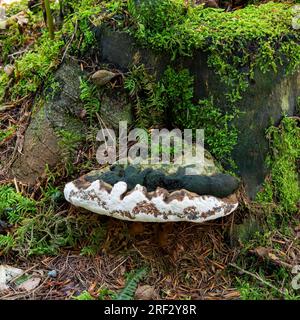 Ein Artists Bracket Pilz auf einem verrottenden Buchenstamm in Beacon Wood, Penrith, Cumbria, Großbritannien Stockfoto