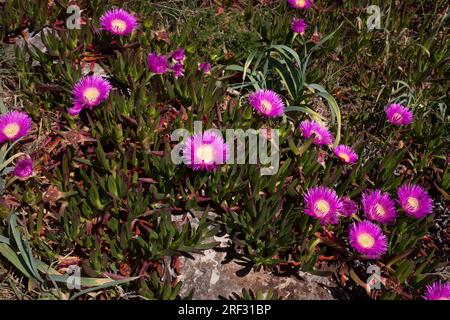 Rosafarbene Wildblumen Carpobrotus mit grünen saftigen Blättern, die in Portugal wachsen Stockfoto