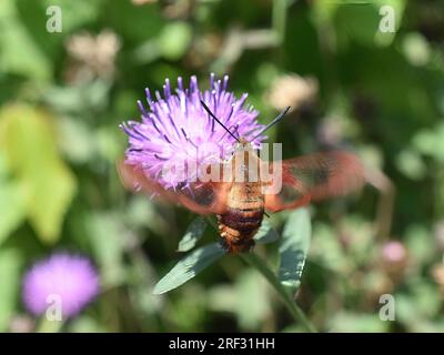 Der Kolibri, der Hemaris thysbe aufklärt, hawkmoth auf violetter Blume Stockfoto
