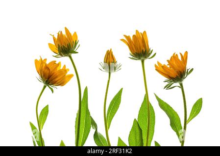 Rudbeckia-Blumen auf weißem Hintergrund. Blumige Zusammensetzung mit gelben Blüten. Stockfoto