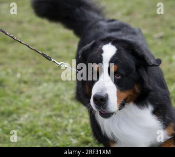 Berner Berghund aus nächster Nähe von oben Stockfoto