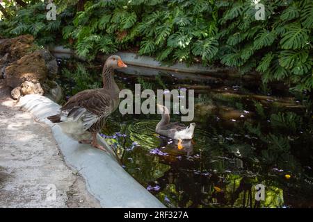 Eine Erwachsene Toulouse-Gans steht an einem Teich, eine junge schwimmt im Wasser Stockfoto