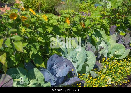 Dichten Sonnenblumen-, Kohl- und Zierkräutern im Garten des Apothekers Stockfoto