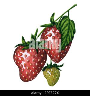 Frische und saftige Erdbeeren, isoliert auf weißem Hintergrund, handgezeichnete, wasserfarbene Erdbeeren. Stockfoto