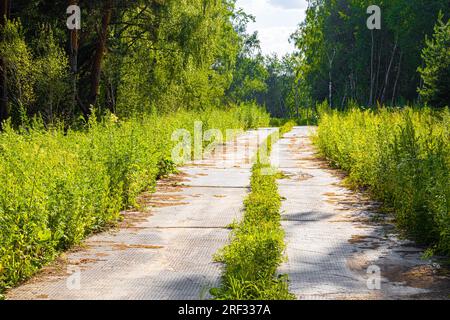 Alte, leere, gepflasterte Straße im Wald Stockfoto