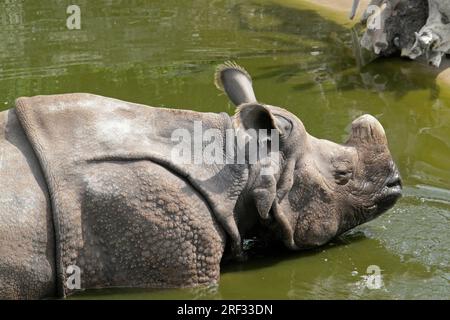 Nashorn, Baden im sonnigen Ambiente Stockfoto