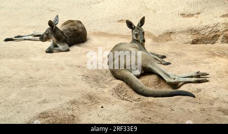 einige Kängurus auf dem Boden im Sand Kies anbiance Stockfoto