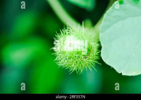 Passiflora foetida L, fetide Passionsblume oder Karlettenblume Passionsblume oder stinkende Passifloraceae Samen Stockfoto