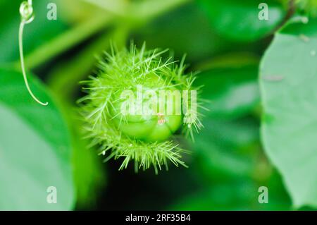Passiflora foetida L, fetide Passionsblume oder Karlettenblume Passionsblume oder stinkende Passifloraceae Samen Stockfoto