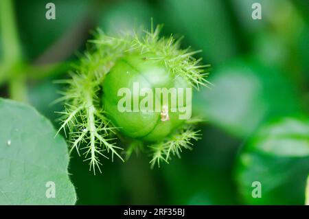 Passiflora foetida L, fetide Passionsblume oder Karlettenblume Passionsblume oder stinkende Passifloraceae Samen Stockfoto