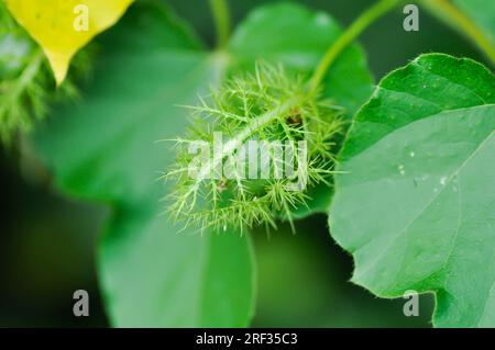 Passiflora foetida L, fetide Passionsblume oder Karlettenblume Passionsblume oder stinkende Passifloraceae Samen Stockfoto
