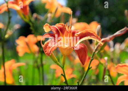 Orange Daylily oder Day Lily, Hemerocallis, wachsen im Park an einem sonnigen Sommertag. Stockfoto