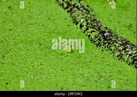 Ernstbrunn, Weinviertel, Niederösterreich, Österreich. 29. Juli 2023. Teichfrosch (Pelophylax ‚esculentus‘) im Wildpark Ernstbrunn Stockfoto