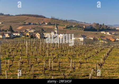 Spring Vineyards in der Nähe von Chenas in Beaujolais, Burgund, Frankreich Stockfoto