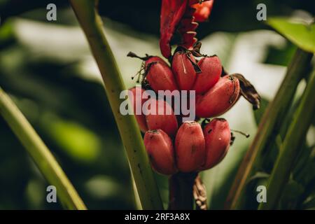 Nahaufnahme von wilden roten Bananen. Tropische Vegetation und exotische Obstpflanze Stockfoto