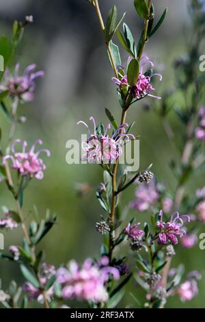 Australische einheimische rosa Spinnenblume, die Seidengraue, Grevillea sericea, Familie Proteaceae, im Skleroophyllwald von Sydney. Kleiner Sträucher Stockfoto