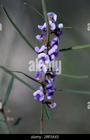 Kleine malvenfarbene Blüten des australischen Glycine, Glycine clandestina, Familie Fabaceae, im Sclerophyllwald von Sydney. Scrambling Plant Stockfoto