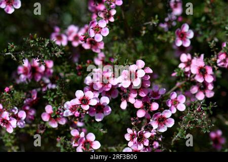 Australische einheimische rosa Manuka-Teebaumblüten der Sorte Leptospermum scoparium, Familie Myrtaceae, die in Sydney wachsen. Endemisch in SE Australia Stockfoto