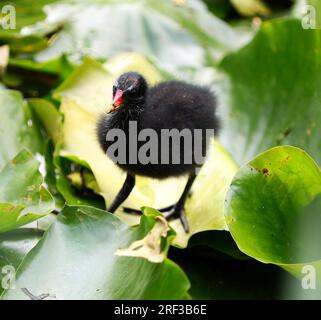 Berlin, Deutschland. 30. Juli 2023. Berlin: Ein Moorhen im Teich mit Lilieneinlagen im Steglitzer Stadtpark. (Foto: Simone Kuhlmey/Pacific Press) Kredit: Pacific Press Media Production Corp./Alamy Live News Stockfoto