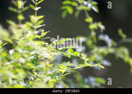 Berlin, Deutschland. 30. Juli 2023. Berlin: Dragonfly at the Pond in the Steglitz City Park (Foto: Simone Kuhlmey/Pacific Press) Kredit: Pacific Press Media Production Corp./Alamy Live News Stockfoto