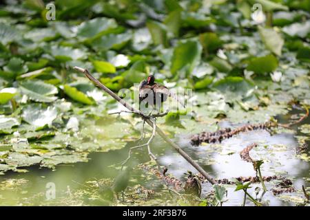 Berlin, Deutschland. 30. Juli 2023. Berlin: Ein Moorhen im Teich mit Lilieneinlagen im Steglitzer Stadtpark. (Foto: Simone Kuhlmey/Pacific Press) Kredit: Pacific Press Media Production Corp./Alamy Live News Stockfoto